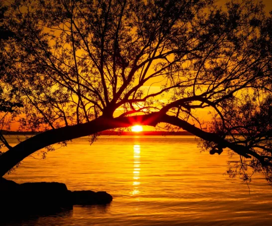 Ein Sonnenuntergang über dem Wasser mit einem Baum im Vordergrund